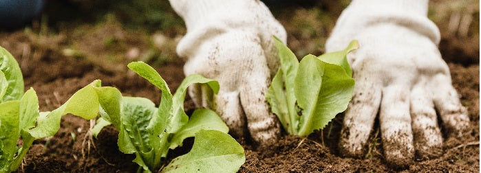 Seeds of Renewal