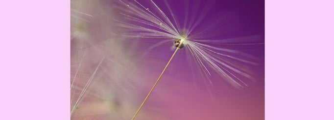 Seedkit