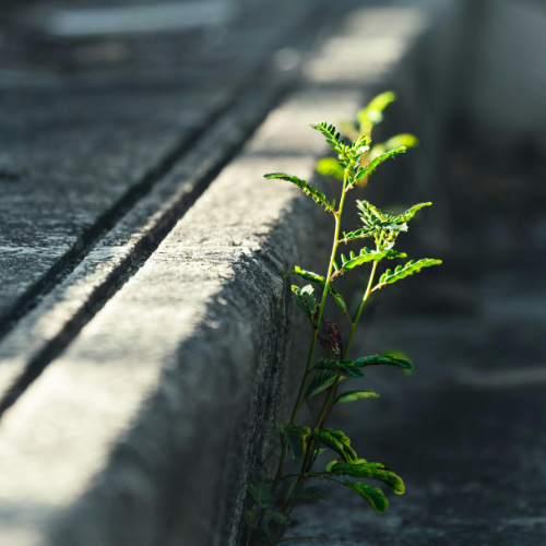 Non-for-profit Resilience Report