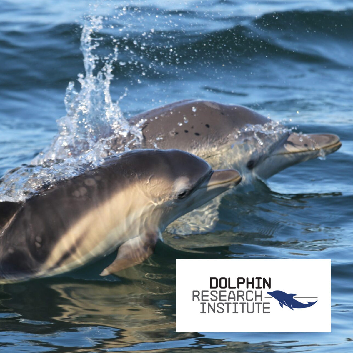 Member Feature - Dolphin Research Institute
