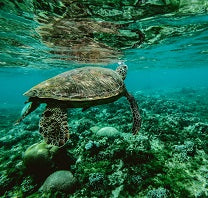 Indian Ocean Territories Marine Parks Grants