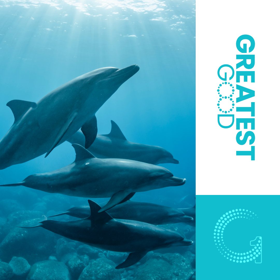 Dolphin Research Institute