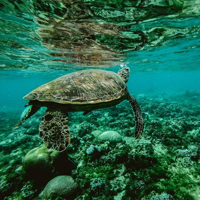 Minter Ellison article on latest ACCC draft 'green' guidelines 