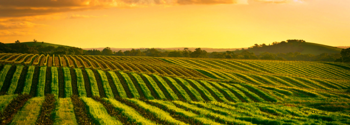 Regional Not-for-profit Scholarship 2025