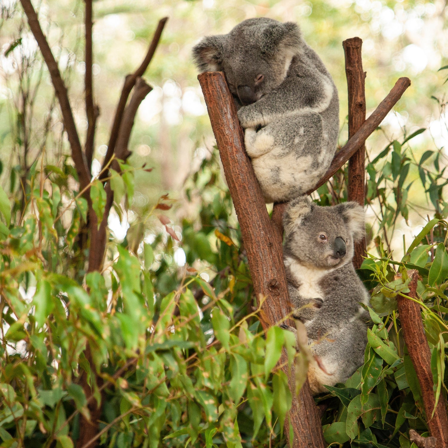 Australia’s first study on nature as a governance priority 