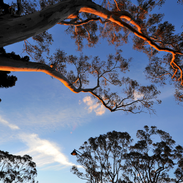 $3 Million Partnership Backs Climate Action and Social Impact in Australia