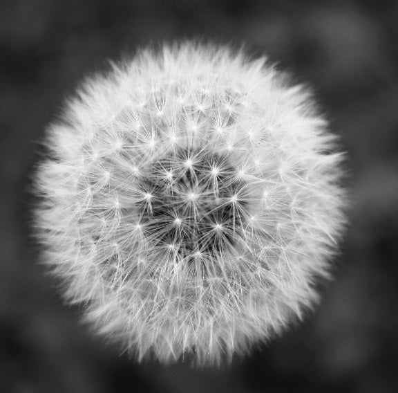 Cancer Australia's 2023 Supporting people with cancer Grant initiative, Grant Round 14