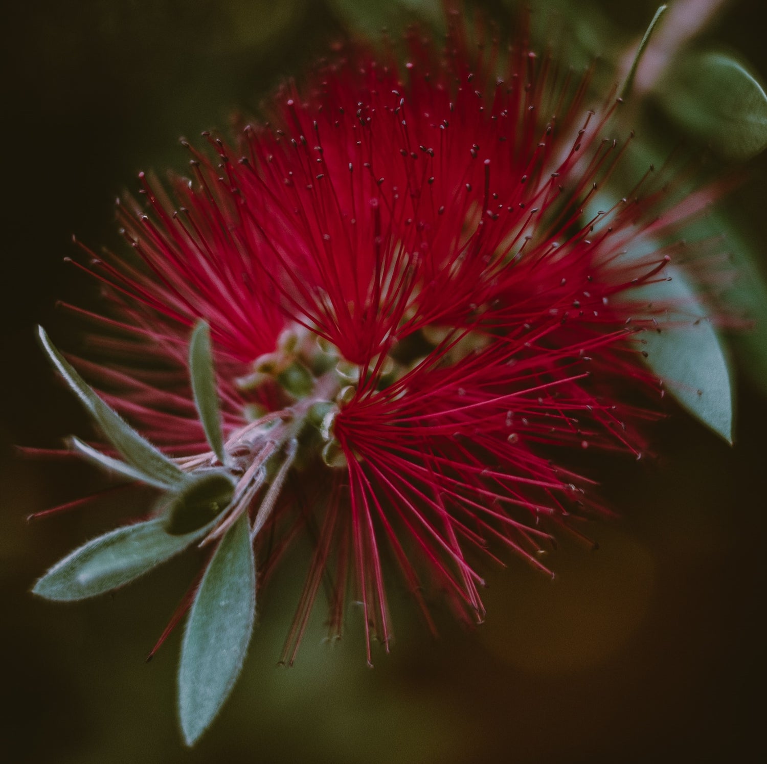 Biosecurity Business Grants – Round 2