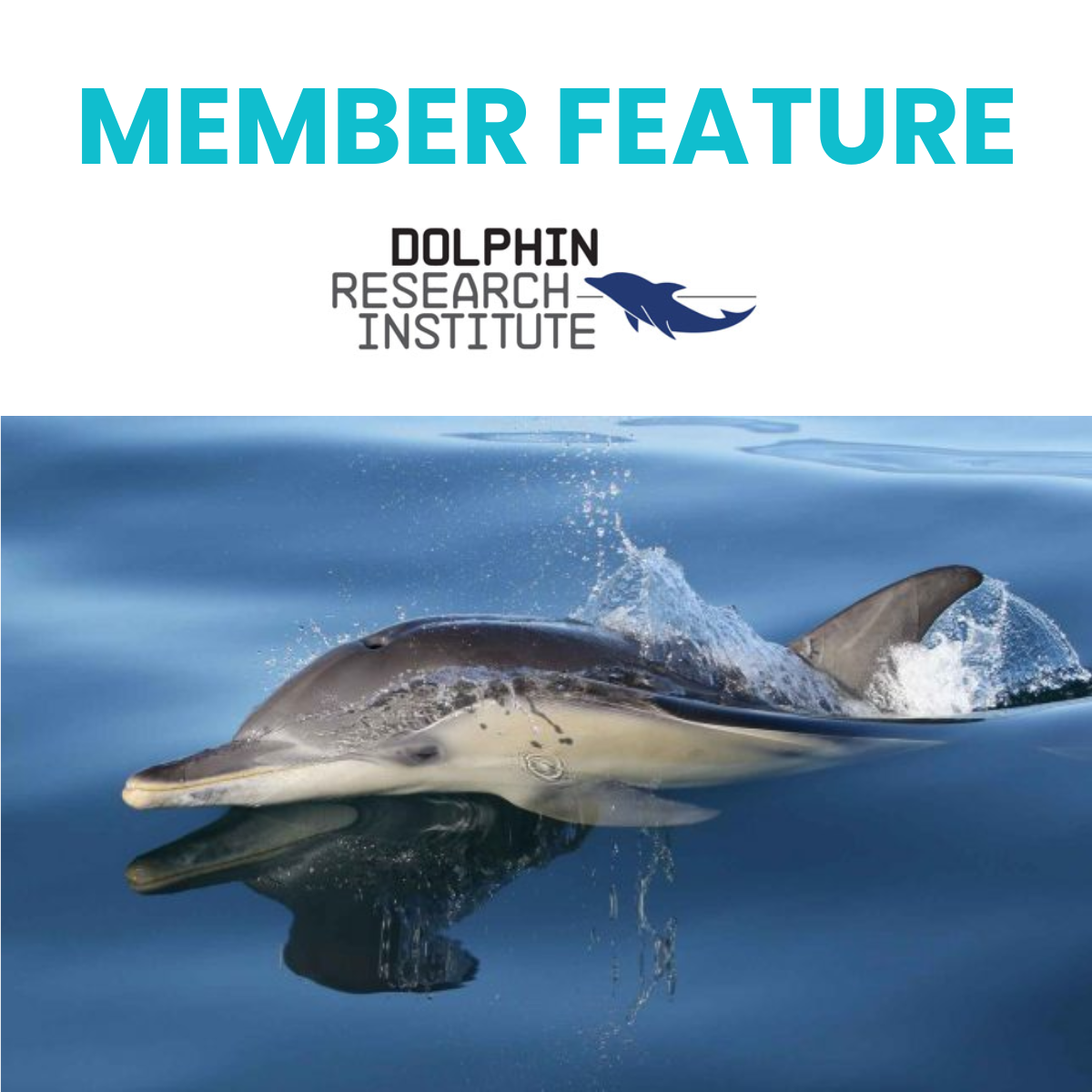 Member Feature - Dolphin Research Institute