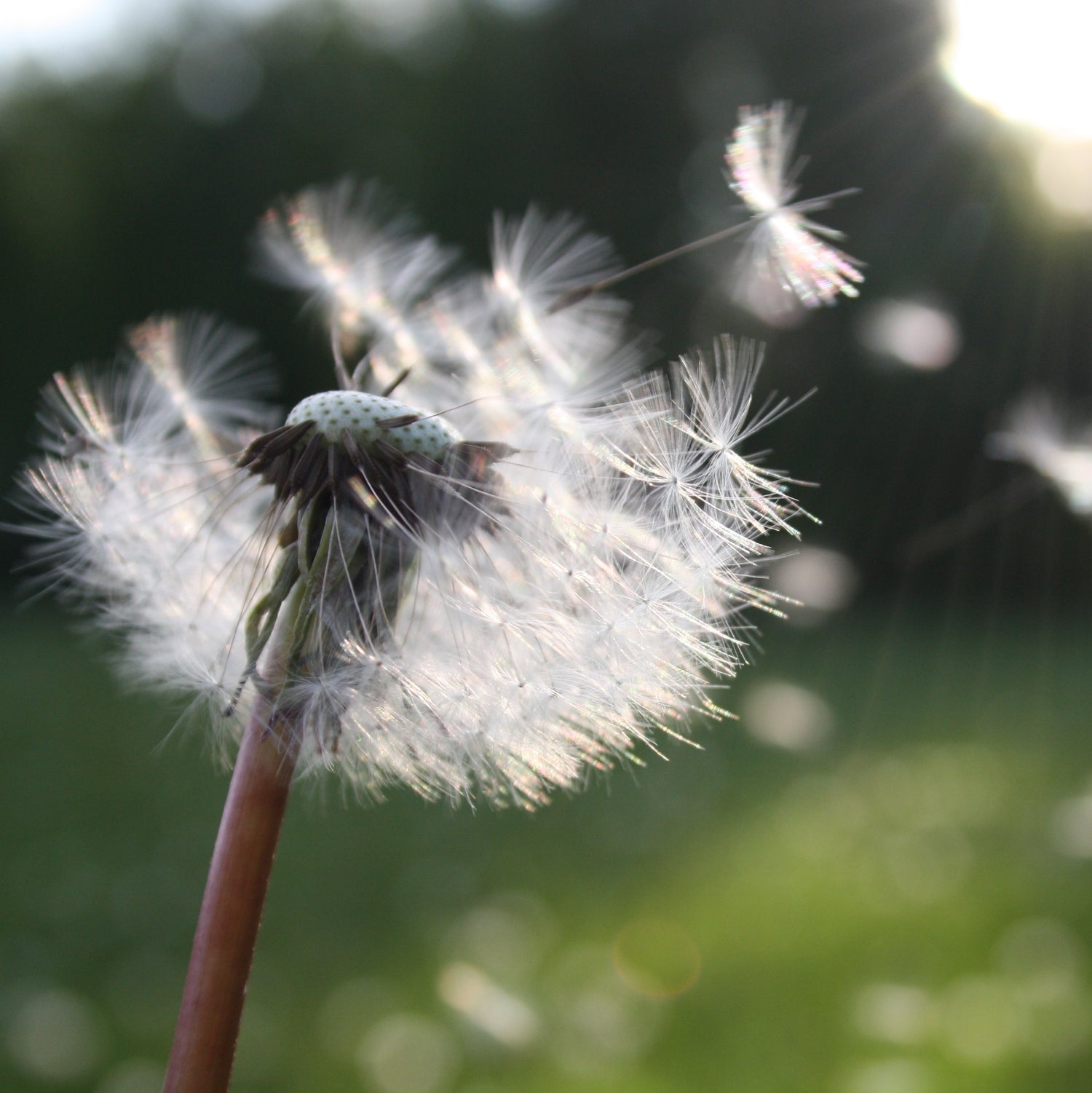 Senior Commercialisation and Impact Venture Consultant