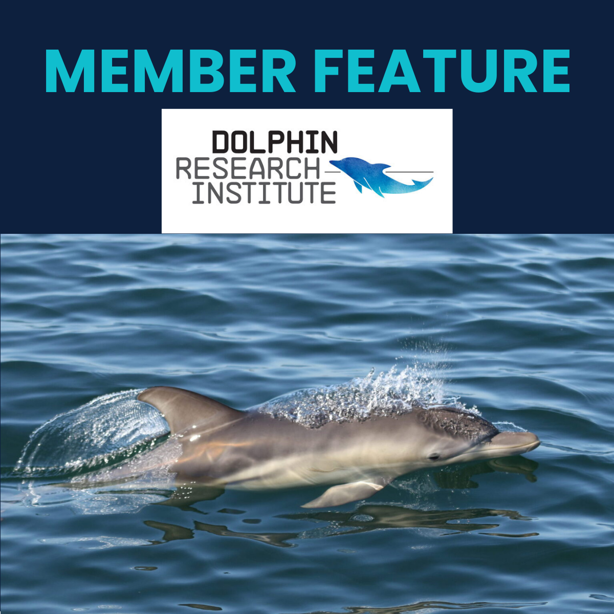 Member Feature - Dolphin Research Institute.