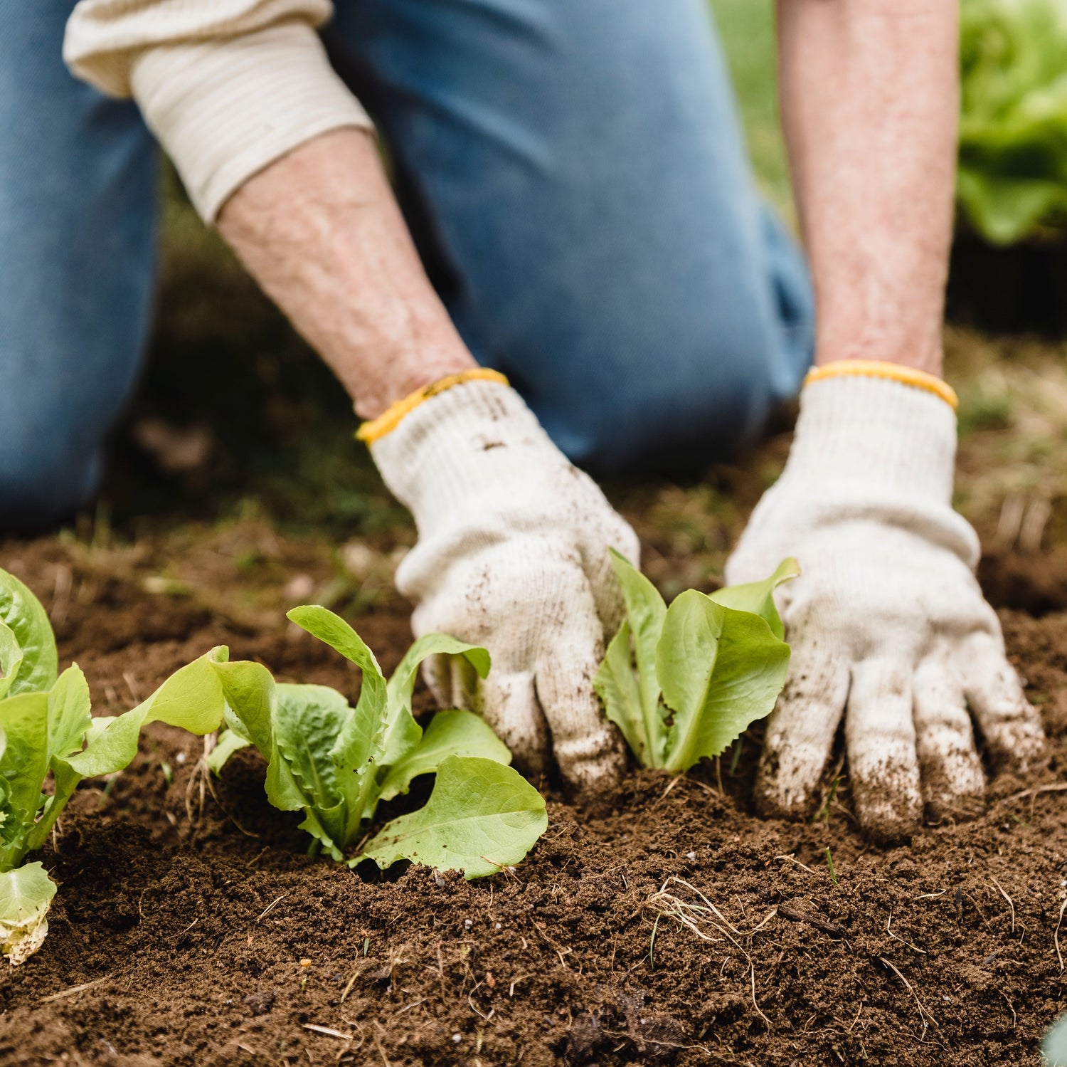 Supervisor - Mental Health Social Enterprises - Wagga Wagga