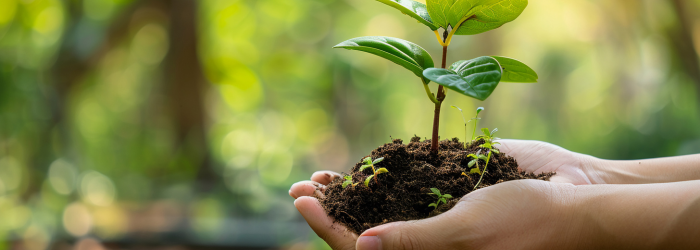 ANZ Seeds of Renewal