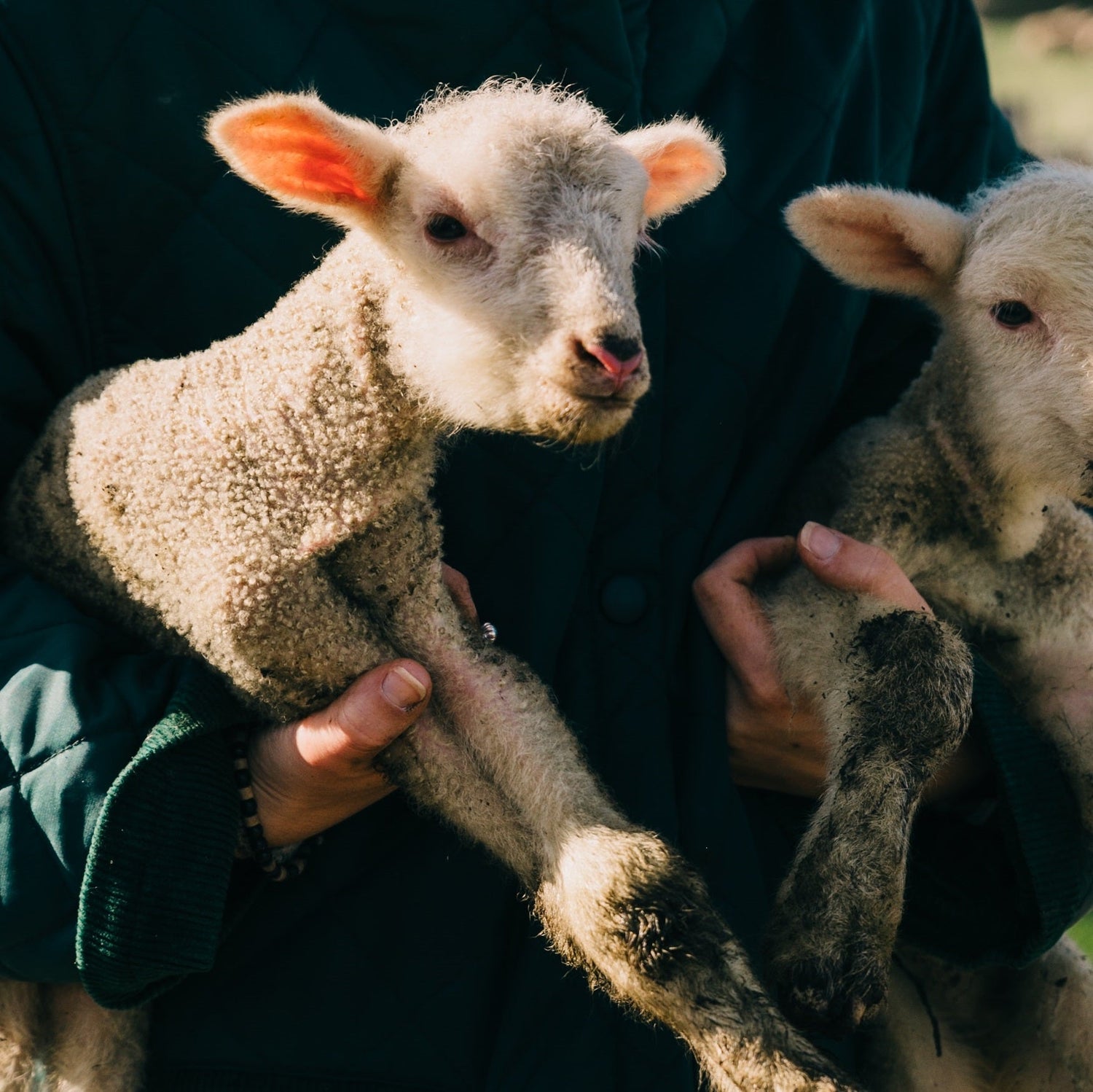 Sages Cottage Farm