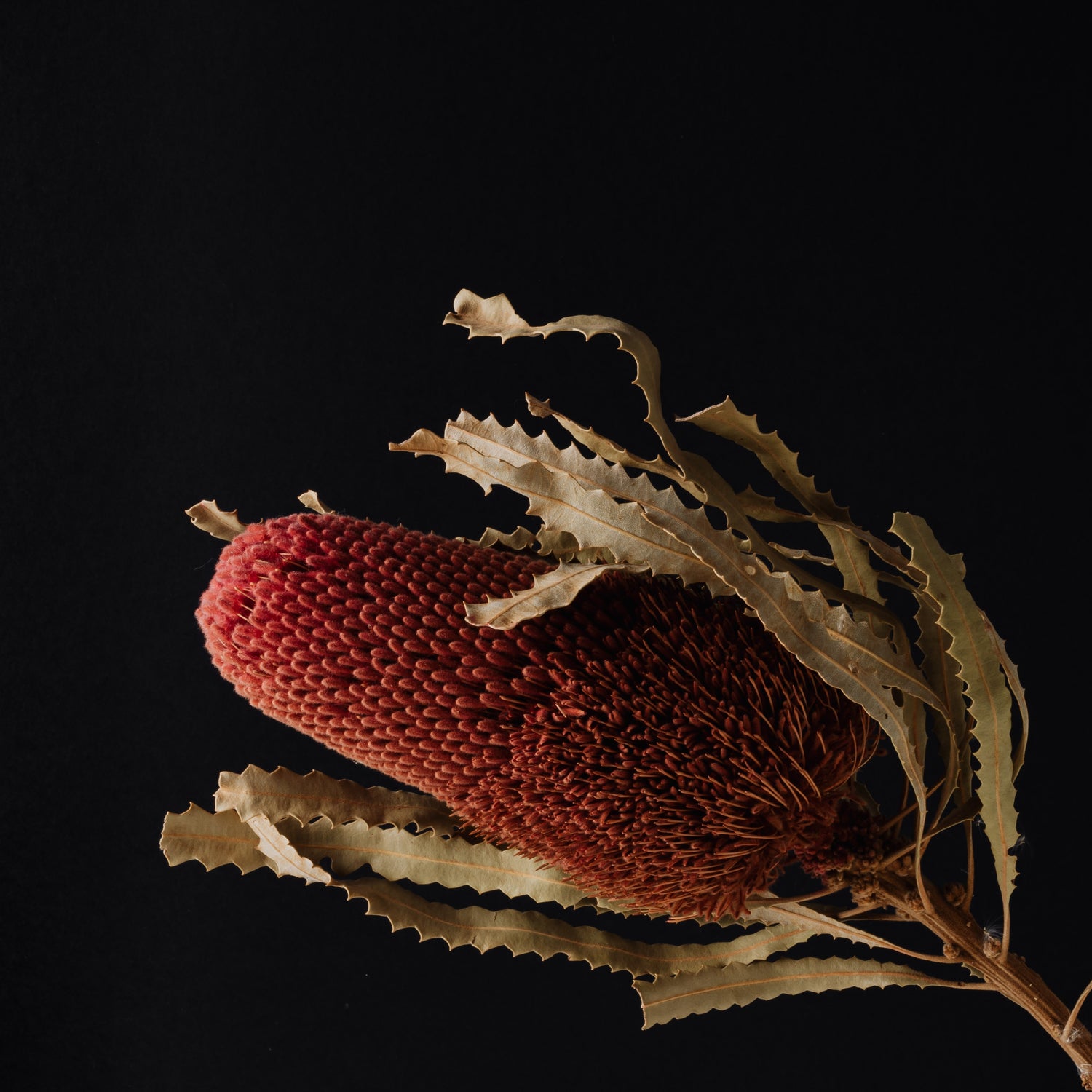 2023 NAIDOC Local Grants Opportunity
