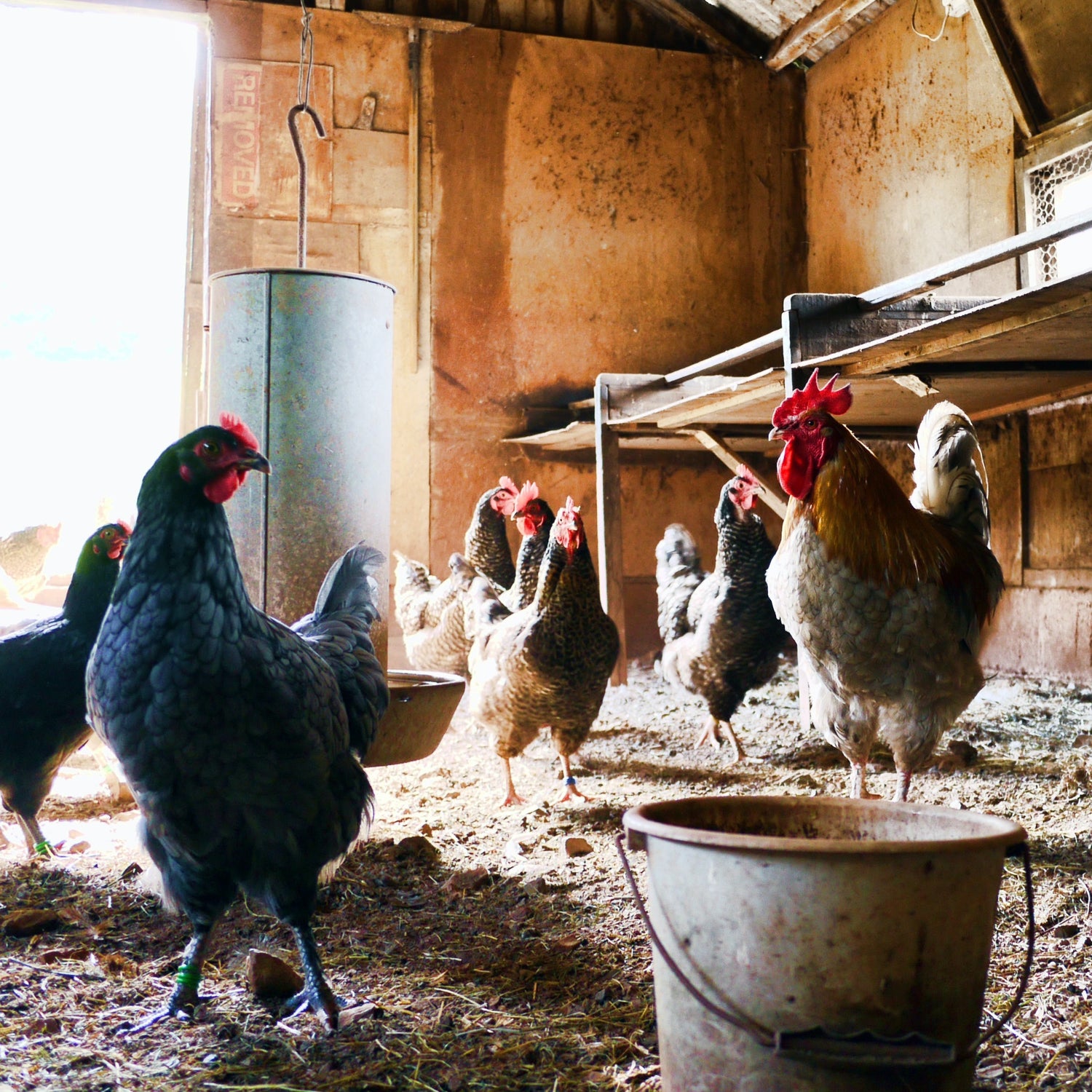 Collingwood Childrens Farm CEO